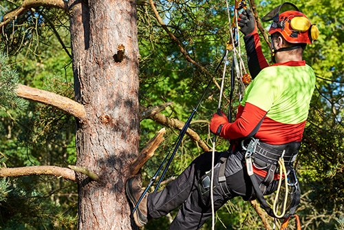 Tree Lopping Townsville