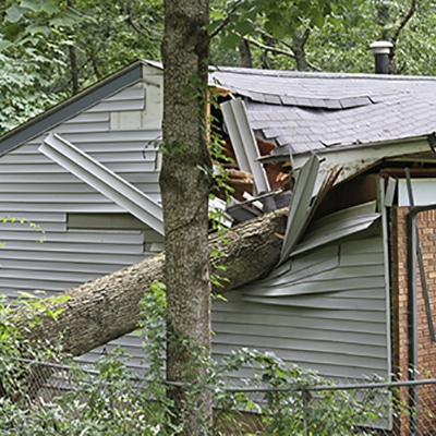 Tree Removal