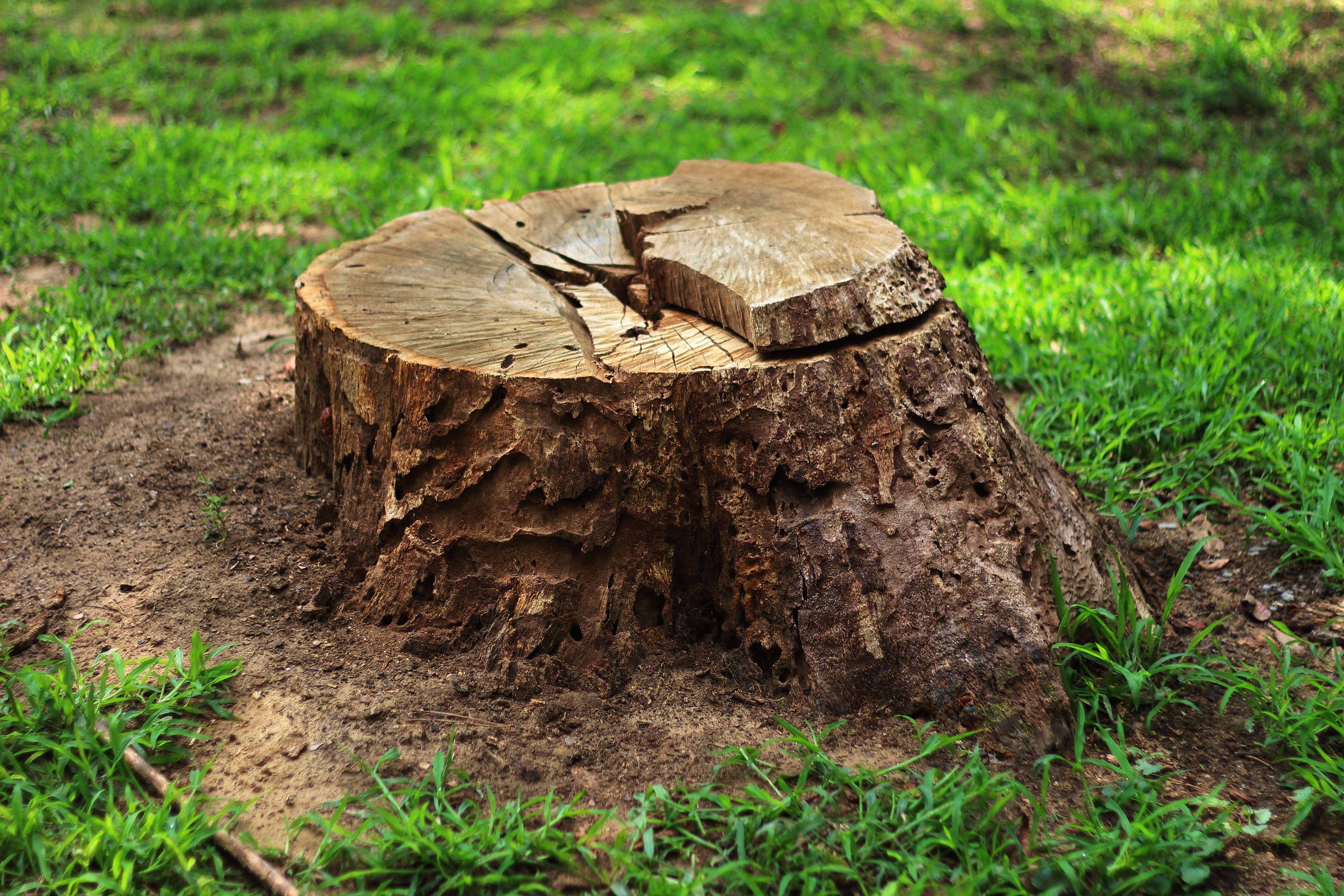 The Dangers of DIY Tree Stump Removal | TPS Tree Services ...