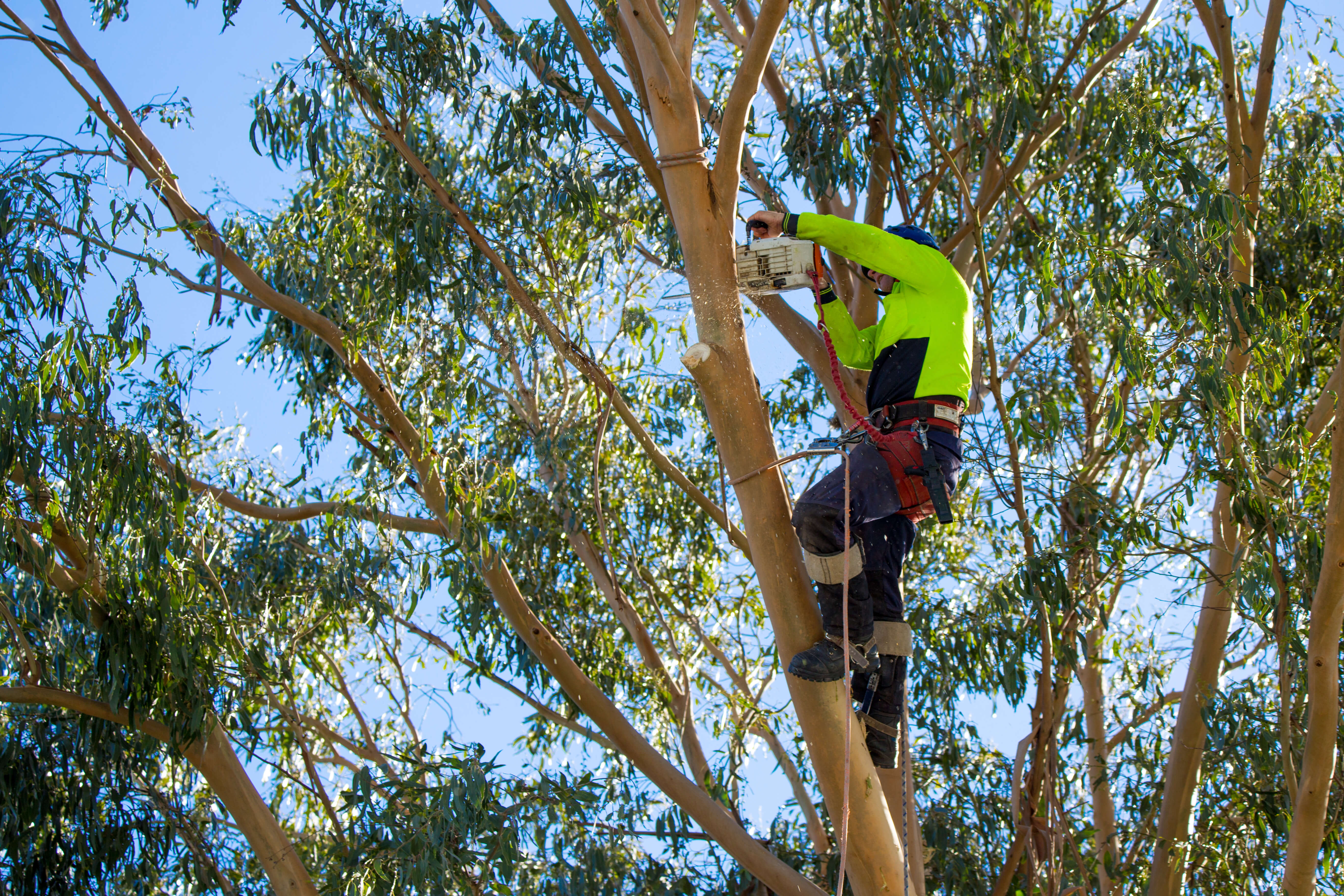 Tree Removal Brisbane Southside