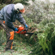 Professional tree removalist cutting tree with chainsaw - professional tree removal service Brisbane