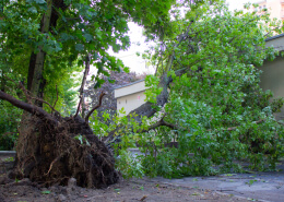 Fallen Tree during storm Brisbane tree damage storm