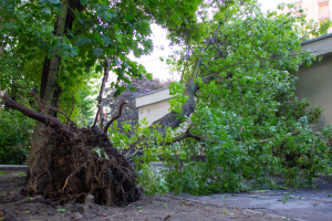 Fallen Tree during storm Brisbane tree damage storm