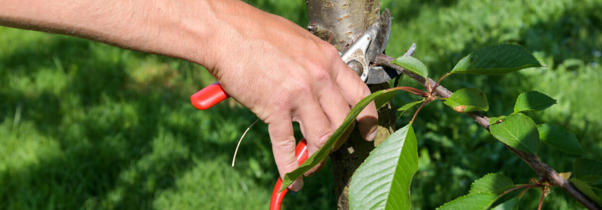 tree pruning