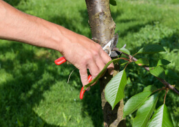 tree pruning