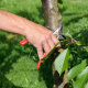 tree pruning