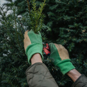 Pruning