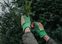 Pruning