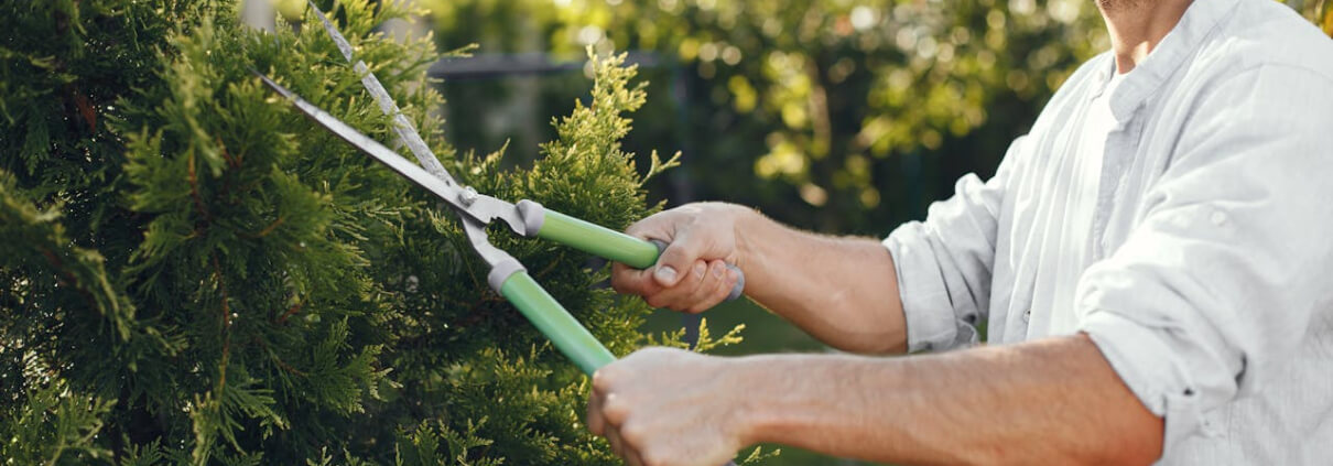 Tree Maintenance