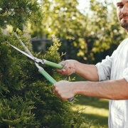 Tree Maintenance