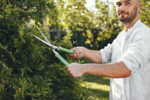 Tree Maintenance