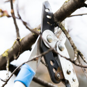 Tree Pruning