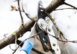 Tree Pruning