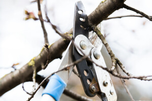 Tree Pruning