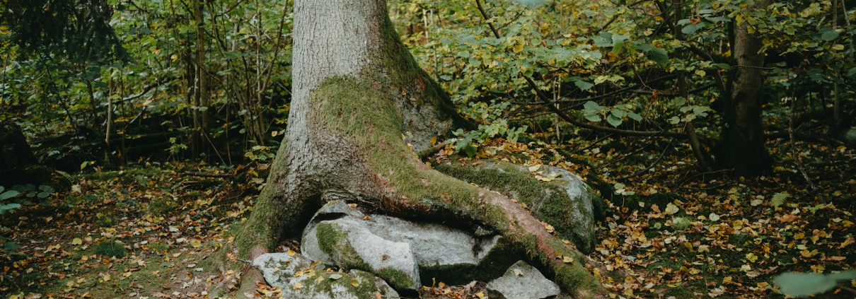 Overgrown Tree