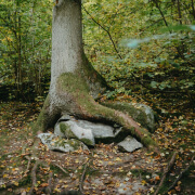 Overgrown Tree