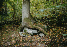 Overgrown Tree