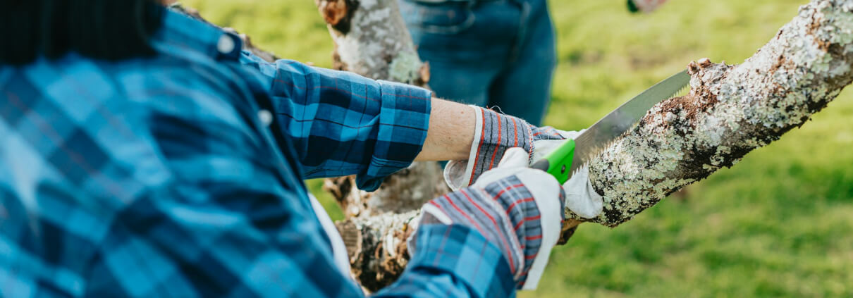 Tree Lopping