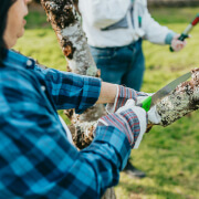 Tree Lopping