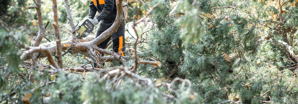 Tree Maintenance