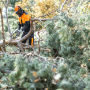 Tree Maintenance