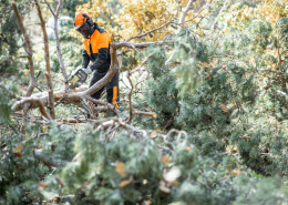 Tree Maintenance