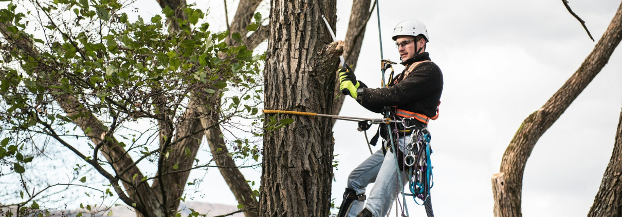 Tree Pruning