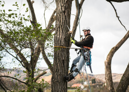 Tree Pruning