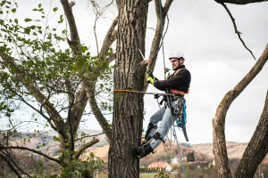 Tree Pruning