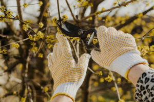 Pruning