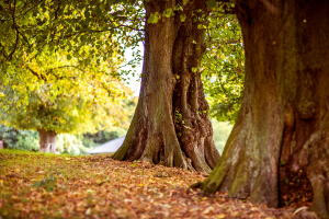 Trees