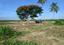 Land Clearing