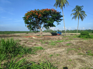 Land Clearing