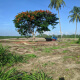 Land Clearing