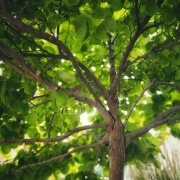 Tree Care
