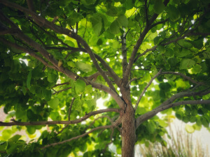 Tree Care