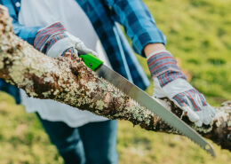 Tree Lopping