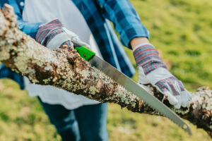 Tree Lopping