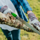 Tree Lopping