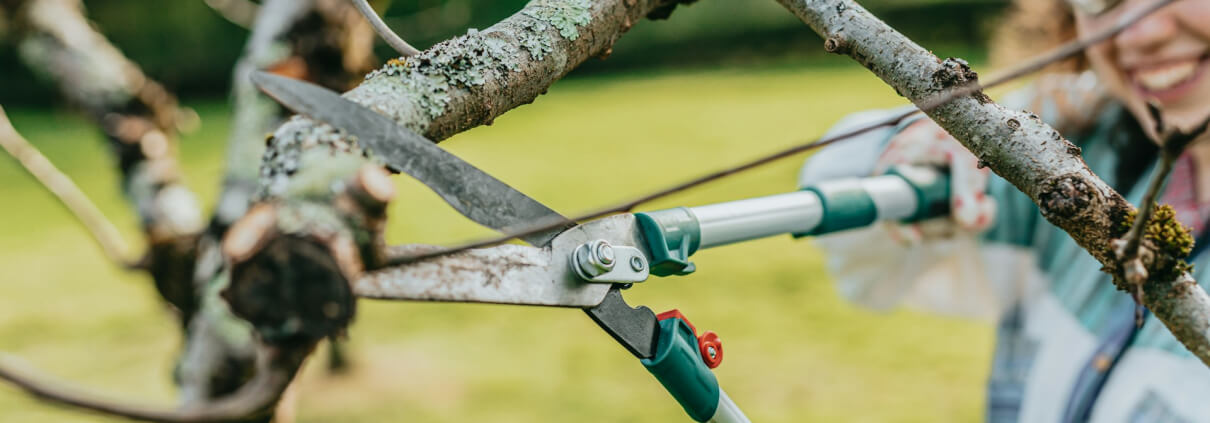 Tree Lopping