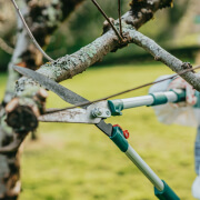 Tree Lopping