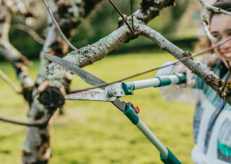 Tree Lopping