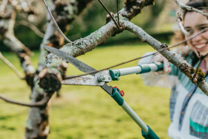 Tree Lopping