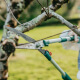 Tree Lopping