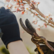 Pruning