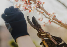 Pruning