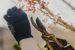 Pruning