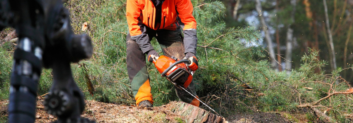 Remove Tree Stumps