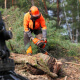 Remove Tree Stumps