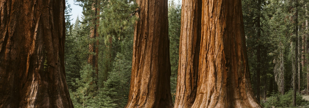 Trees